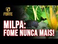 MILPA: PLANTAR MILHO, FEIJÃO E ABÓBORA JUNTOS. FORTE EP 09