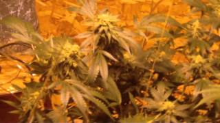 420ogqueen Update Day 42 HD