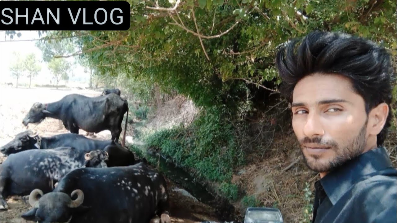 Shan Video Shan vlog video Adda bare ka#trending #shan #viral #funny #shanvlogger ...