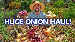 How To Harvest and Cure Onions So They Last You For Months!