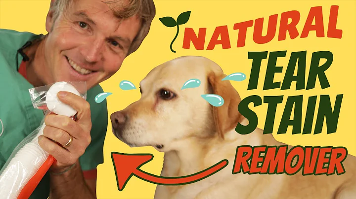 How To Naturally Treat Dog Tear Staining - DayDayNews