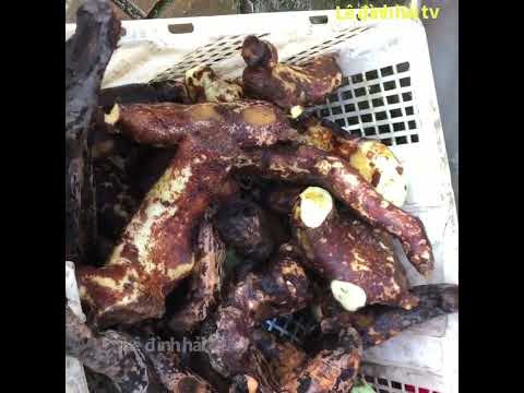 Video Đi chợ Đức cơ , tình cờ gặp họ bán tắc kè đá ngâm rượu... - youtube