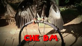 SUARA ASLI ELANG HITAM II CHE DM