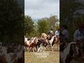 Entrevero de Tropillas en Areco