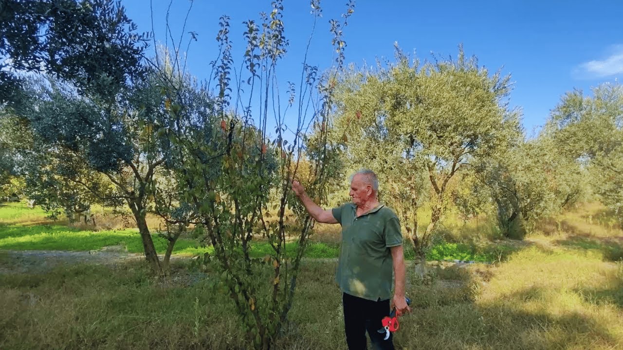 Japon Eriği Friar Nasıl Budanır? | Erik Ağacından Verim Almanın Yolu