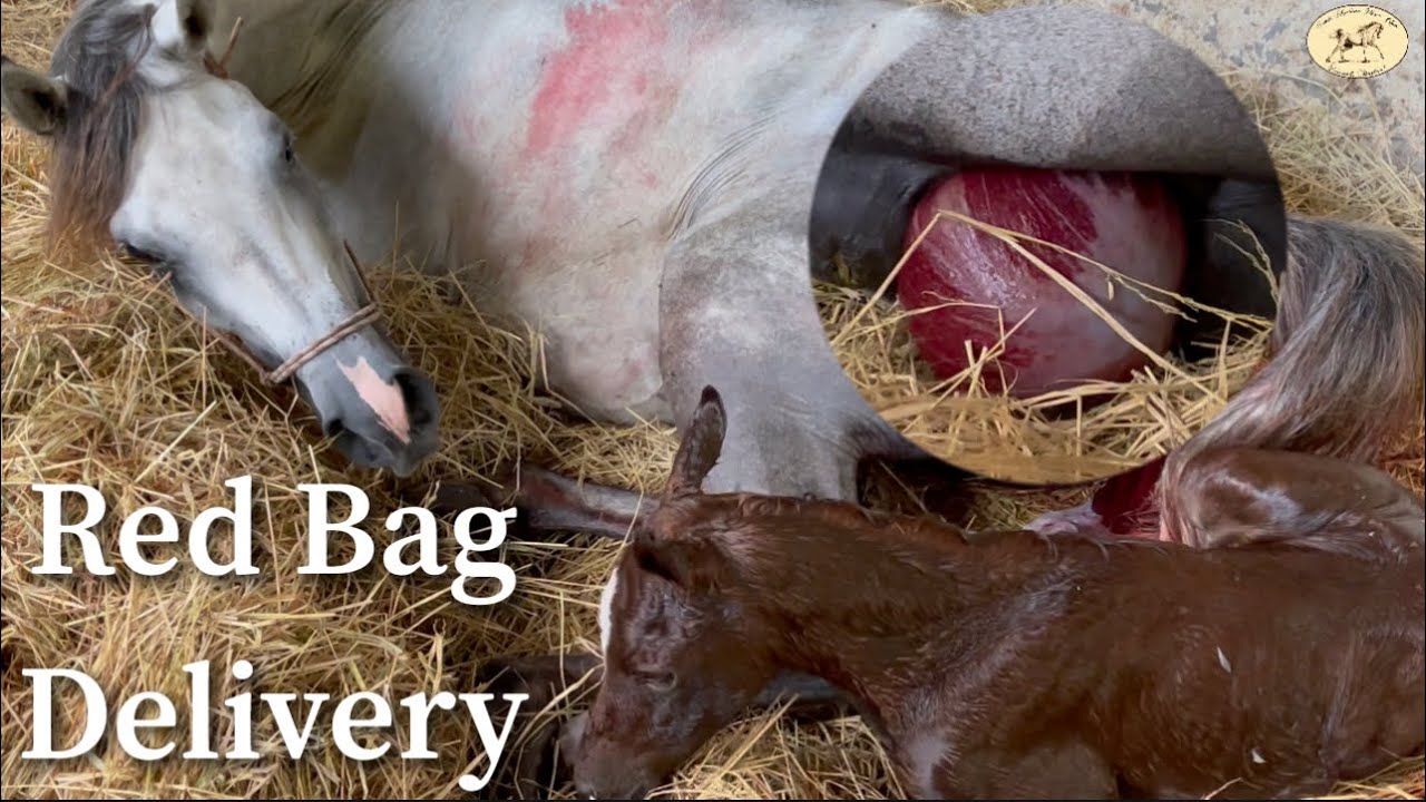 How Do You Deliver A Red Bag Foal?