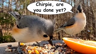 Meet Chirpie the Tufted Titmouse: Listen to Her Beautiful Songs and Calls