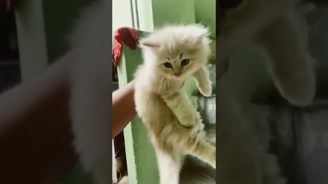 Persian cats for sale in Lucknow (9026473496) YouTube