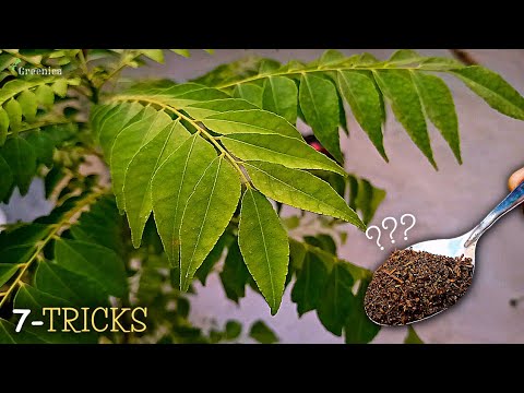 Video: Coltivare le foglie di curry - Prendersi cura delle piante a foglia di curry