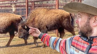 Injured Heifer Calf…Had To Get a Closer Look! by Cross Timbers Bison 52,639 views 1 month ago 13 minutes, 1 second