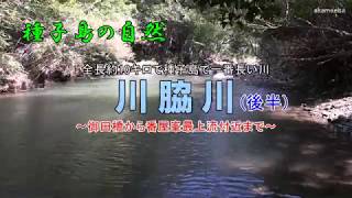 川脇川(後半)御田橋～番屋峯最上流付近 全長約10キロで種子島で一番長い川 - 種子島の自然