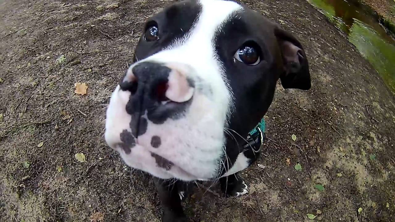 bulldog amstaff mix