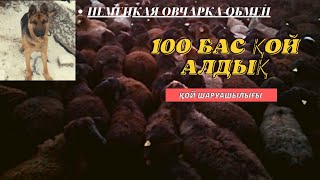 Қой шаруашылығы🐑. 100 бас тоқты🔥. еділбай қазақы қой тұқымдары.