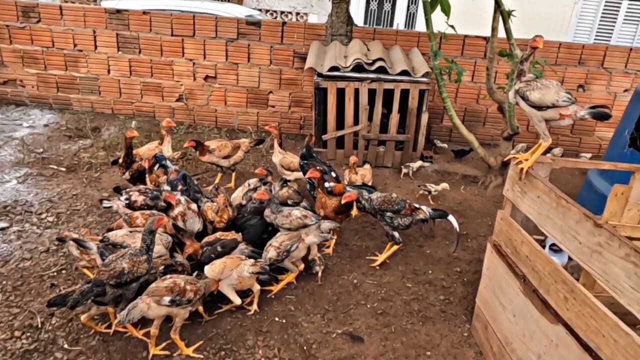 NÃO TOMA PREJUÍZO NA SUA CRIAÇÃO DE GALINHAS CAIPIRAS 🐔/ FAÇA IGUAL EU✅