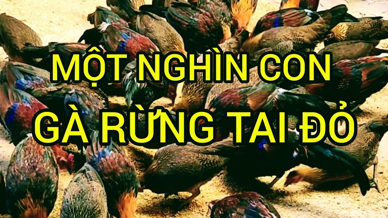 NUÔI MỘT NGHÌN CON GÀ RỪNG TAI ĐỎ LÀ ƯỚC MƠ @ HA VLOG