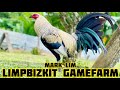 Limpbizkit gamefarm  beautiful birds in kabankalan philippines  mark lim