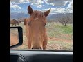 Horses out to pasture #video #travel #lifeisbutadream #iphone
