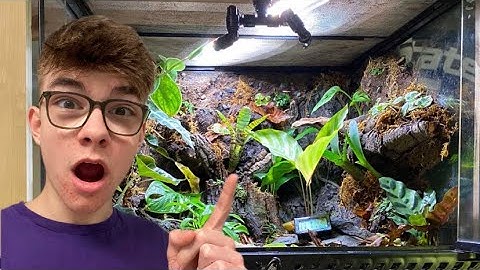 How to Setup a Beautiful Bioactive Dart Frog Enclosure