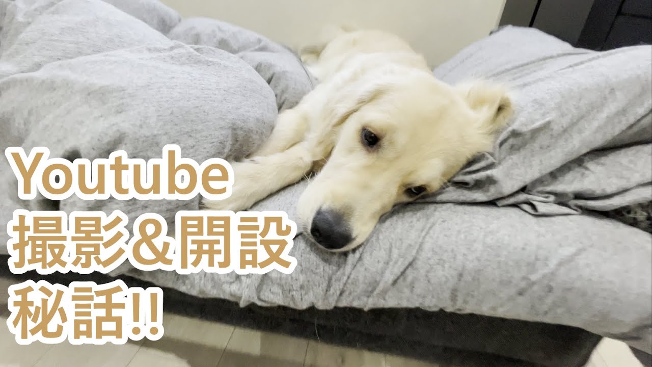 ケンタッキーの骨食べたらあの世行き ゴールデンレトリバーティト Youtube ケンタッキーの骨食べたらあの世行き ゴールデンレトリバーティト Youtube