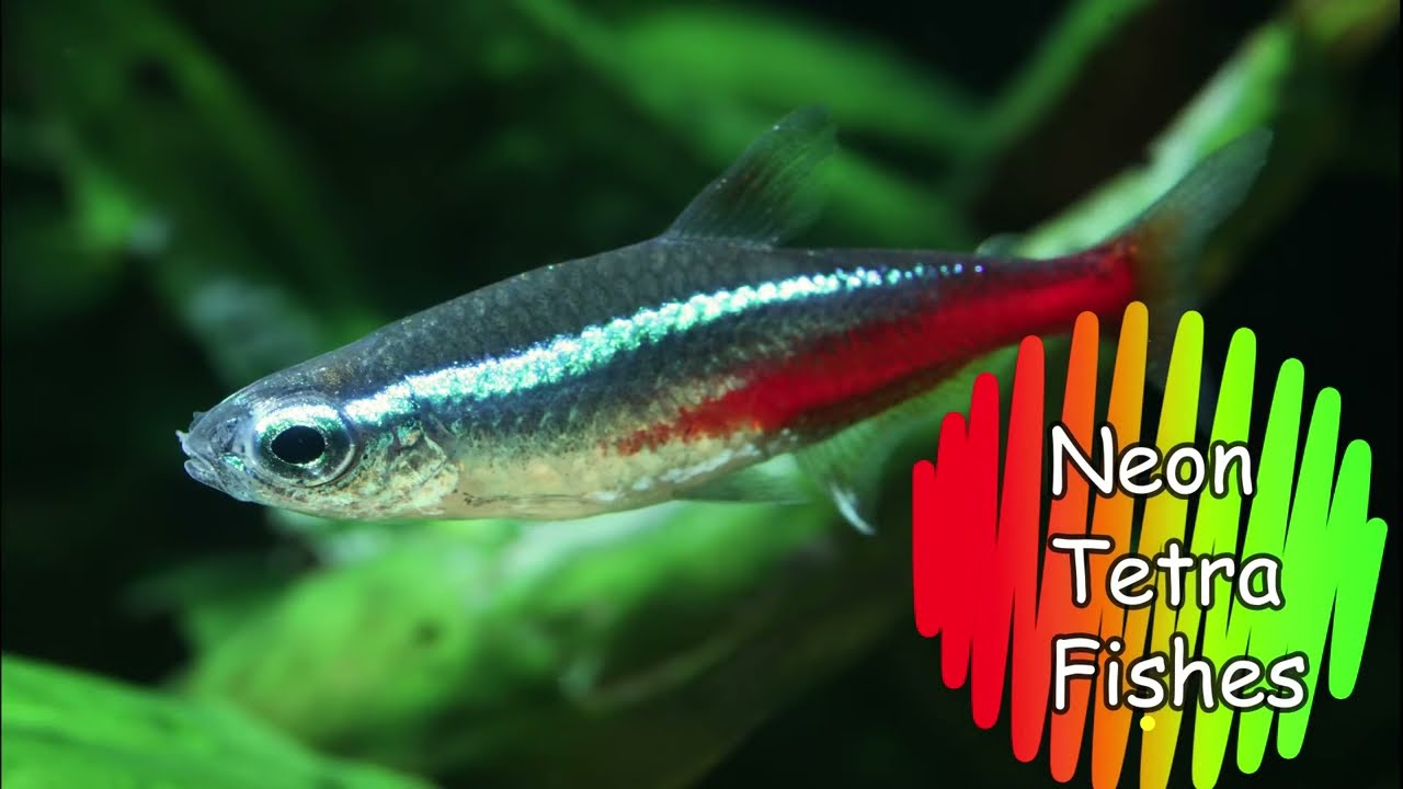 Neon Tetra In English Youtube