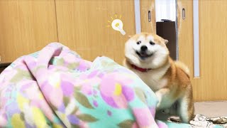 いるはずのないお姉ちゃんが毛布の中にいると気付いた柴犬