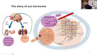 Rethinking Hormones: A Clinical Approach to Women’s Health Across the Lifespan - April 2026