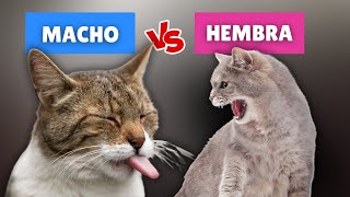 ¡Descubre las DIFERENCIAS entre gatos MACHOS y HEMBRA que NO SABES! by AMOR MIAU 1,347 views 1 month ago 10 minutes, 44 seconds