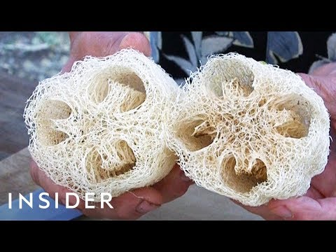 Video: The Is What Loofahs Are Shockingly Made Of