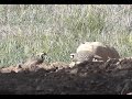 kınalı keklikler hunter cuhukar 2 kınalı keklikler hunter cuhukar 2