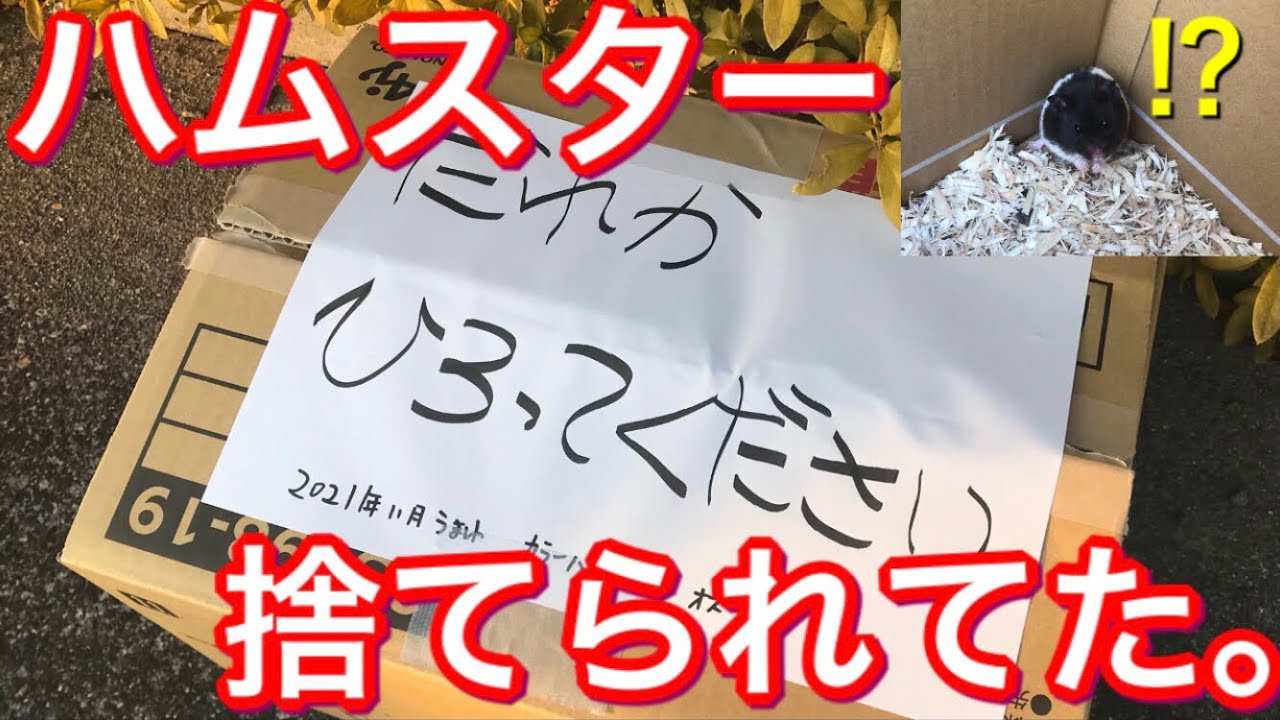 捨てハムスター拾いました I Picked Up An Abandoned Hamster Youtube