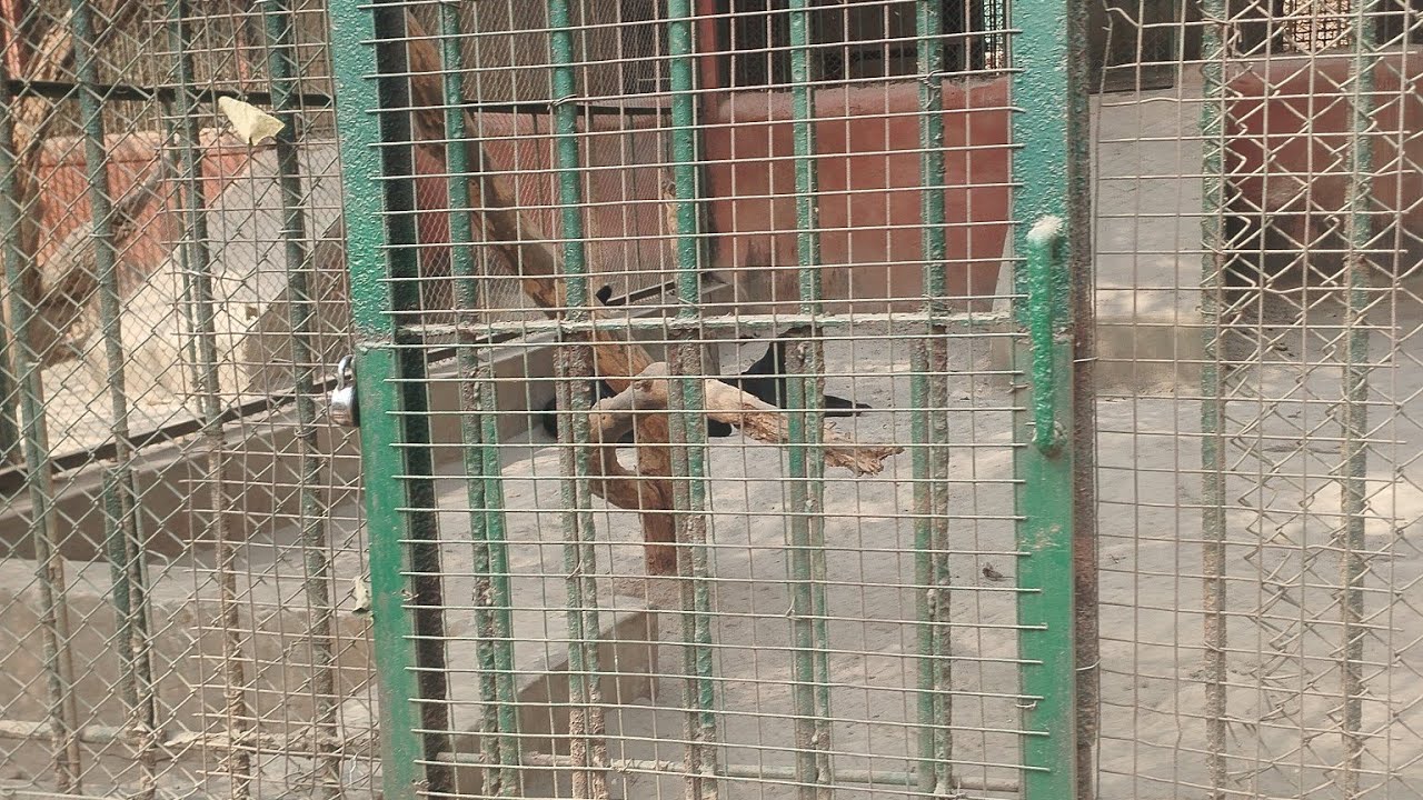 Zoo, Guwahati full vlog