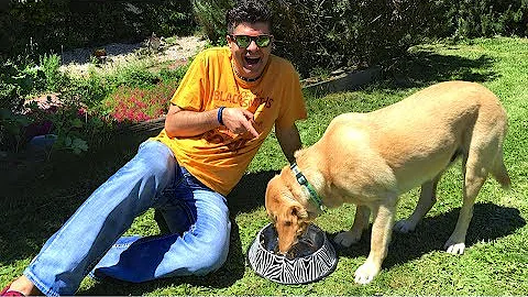 Co je správná a vyvážená psí strava?