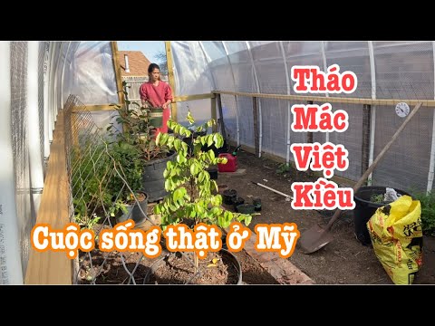 Cuộc sống Mỹ|||thịt kho măng lạ miệng||tự trồng ngò om trong chậu|| luộc đậu ăn tối tại Mỹ