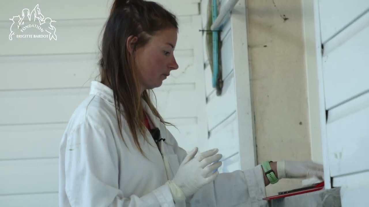 La FBB assiste à un relâcher de phoques