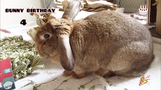 Exciting! Free roam Bunny 4th Birthday Opening Presents