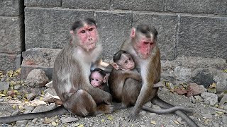 Baby Monkey with their Mother Monkeys Cute Video || Bandar ka Baccha #monkey #bandar #babymonkey