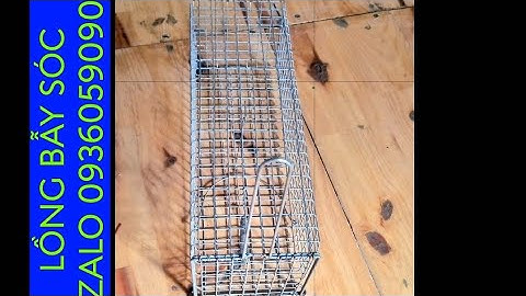 Bán lồng bẫy sóc. Lồng bẫy sóc bông. Lồng bẫy sóc bụng đỏ. Lồng bẫy sóc trên cây. Lò xo bẫy sóc.