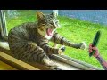 ПРИКОЛЫ С ЖИВОТНЫМИ ДО СЛЕЗ Смешные КОТЫ 2021 Приколы с КОТАМИ Funny ANIMALS Video 22 