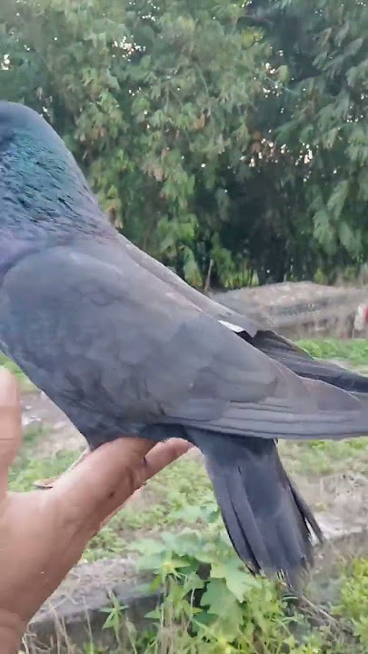 Download lagu Merpati ini dari kecil tidak pernah di latih apalagi keluar kandang tak pernah #merpati #pigeon
