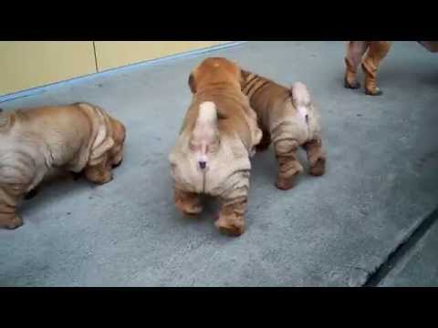 Shar Pei short video