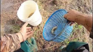 Menjala Di Dalam Bendang Layan Santai Ikan Makan Ikan s308