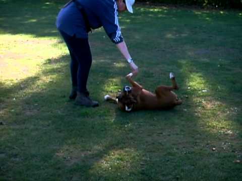 ruby-the-boxer-dog-learning-a-few-tricks