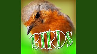 House Sparrow - Sound Effects Library