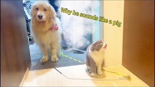 This complaining golden retriever doesn’t wanna come to me but his cat bro pushes him