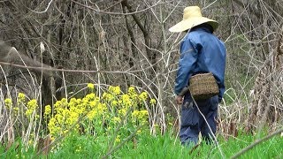 山菜採りと漬け茶漬け