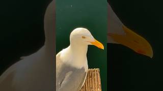 Until the end. The Screaming Seagull