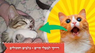 רייקי לבעלי חיים | רייקי לכלבים | רייקי לחתולים - Reiki for cats or How to put a cat to sleep
