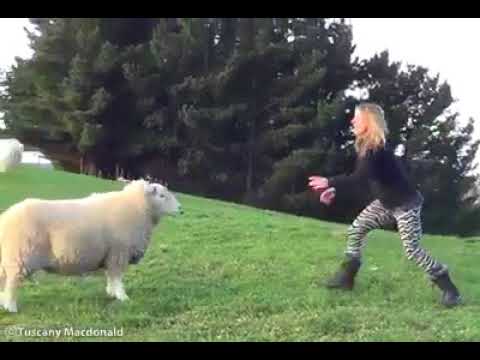 best pet insurance sheep plays ball with the girl
