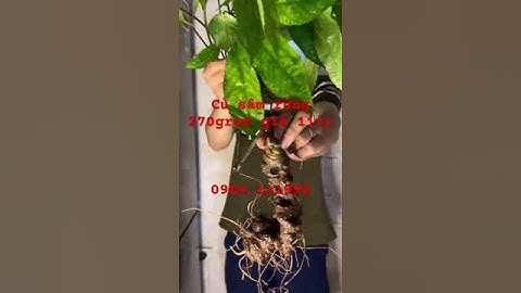 Xuống núi củ sâm rừng Lai Châu 270gram già khù đen sì, chất sâm thơm lừng.G 11tr #sâm_lai_châu_rừng