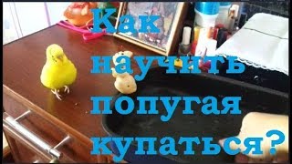 Как научить попугая купаться? Как искупать волнистого попугая? Приветы от попугая Чики ❤ Как научить попугая купаться? Как искупать волнистого попугая? Приветы от попугая Чики ❤